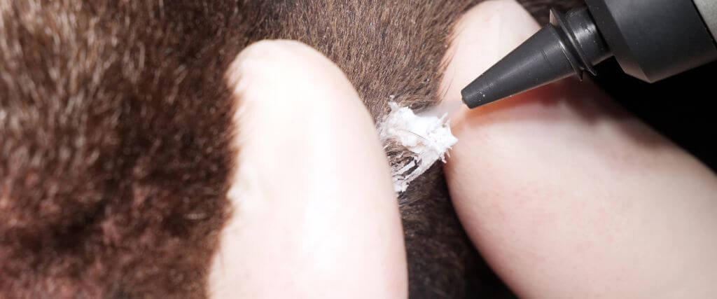 Cryosurgery for Dogs and Cats: An Alternative Option for Treating Lesions and Tumors
