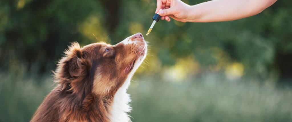 Owner holding dropper with CBD oil for pets above a dog's nose