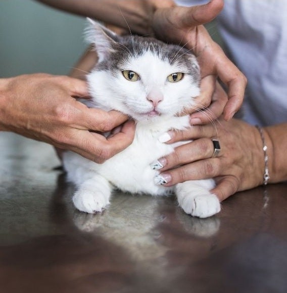 Cat Arthritis & Chiropractic Care | Natural Support for Mobility, Pain Relief & Quality of Life