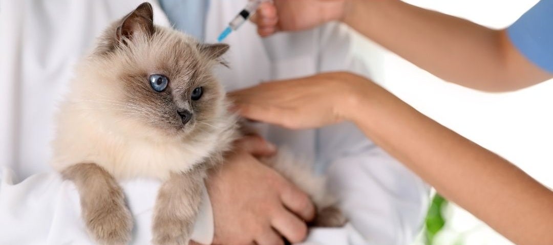 cat vaccination