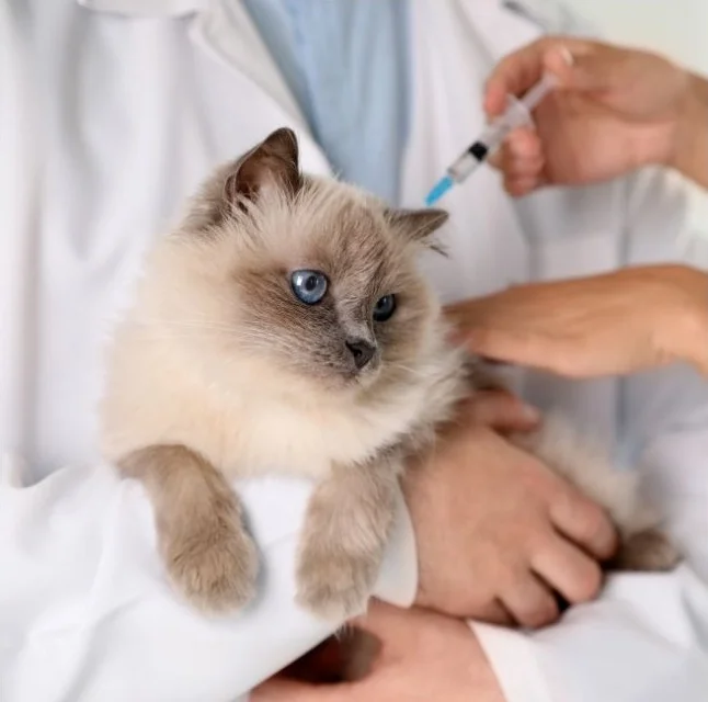 A Veterinarian’s Perspective on Feline Vaccinations: What Every Cat Owner Should Know