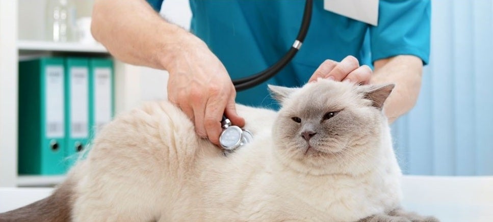 Cat Wellness check-up