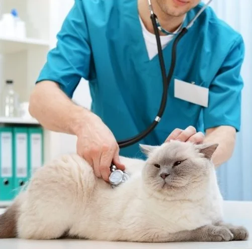 Cat Wellness Exams: Why Regular Checkups Are One of the Most Important Things You Can Do for Your Cat