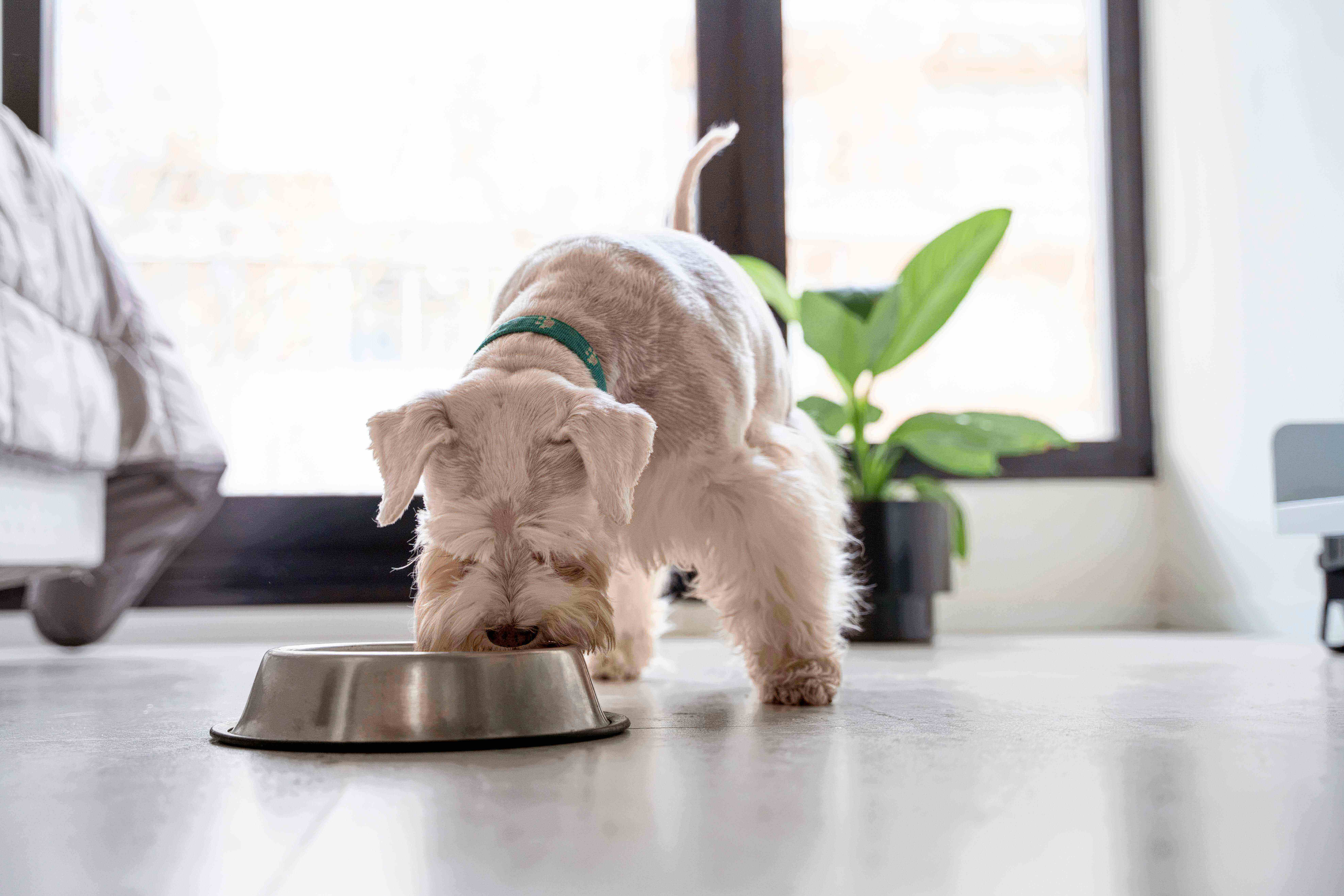 Why Probiotics Matter: A Natural Perspective on the Canine Microbiome