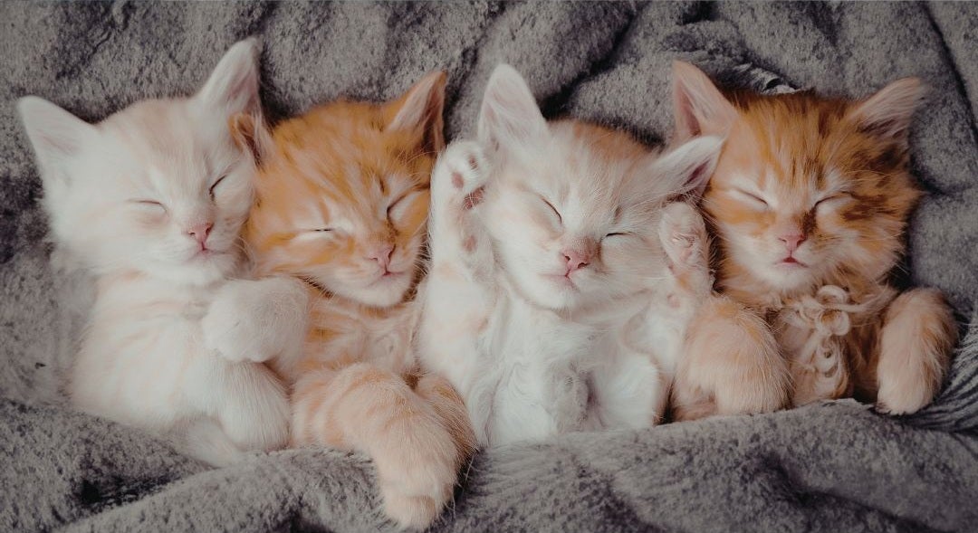 Kittens