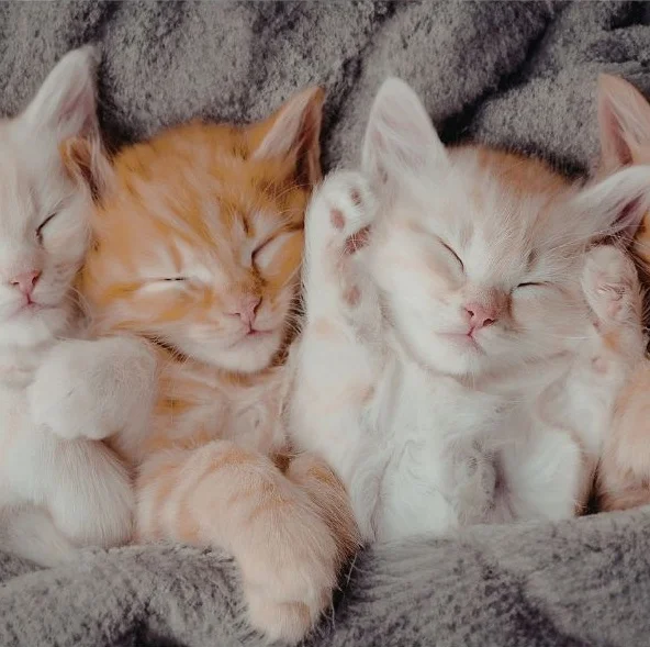 Kitten Care Guide: What Every New Cat Owner Should Know