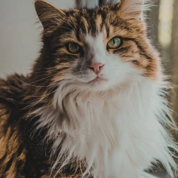 Senior Cat Care: What Changes, What Matters, and How to Help Your Cat Thrive