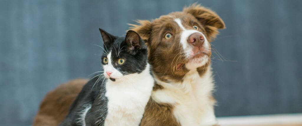 Ozonated Glycerin for Pets: Advanced Support for Healing, Immunity & Chronic Disease