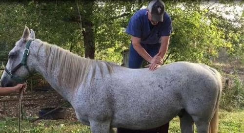 horse chiro