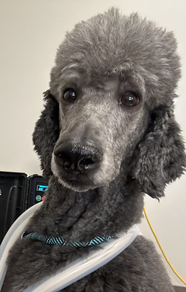 Dog Veterinary Care in Missouri