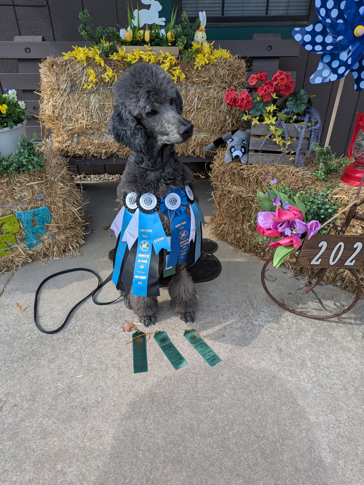 Dog Chiropractic Care near Springfiled