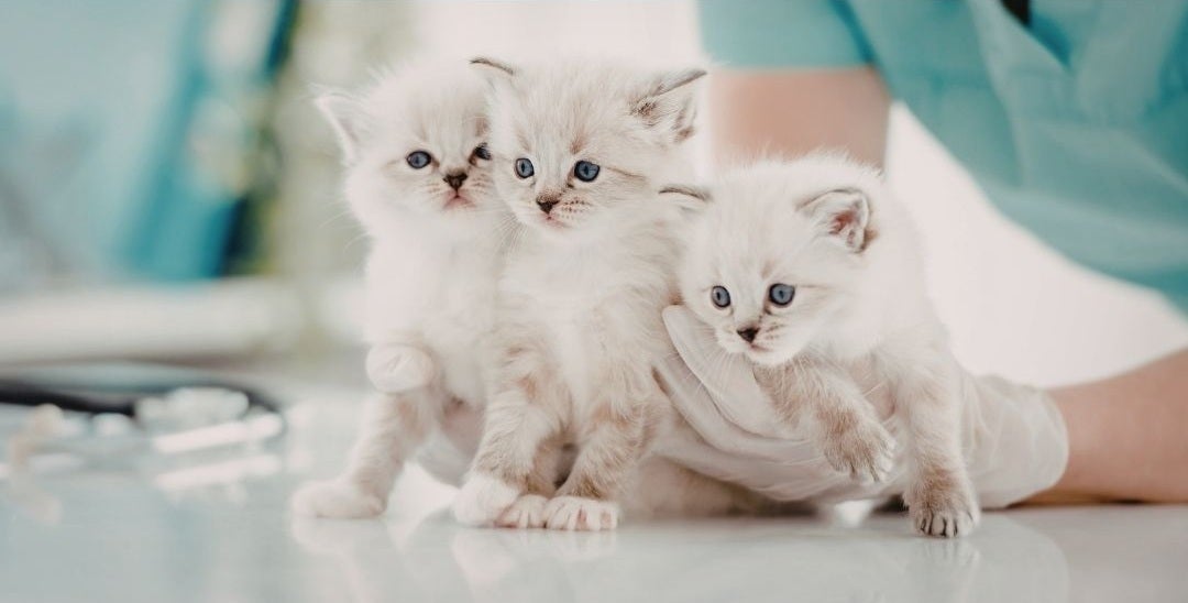 kitten wellness
