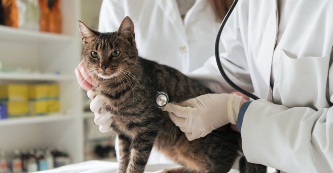 cat wellness