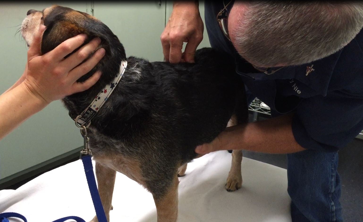 Dr. Nie performing chiropractic on a dog patient.