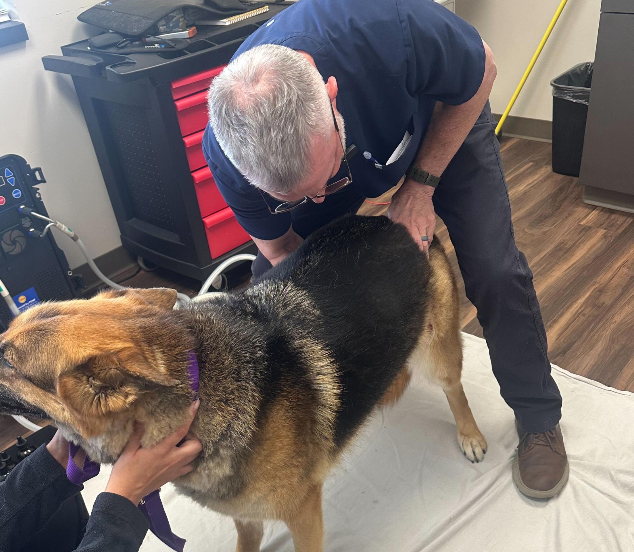 dog chiro