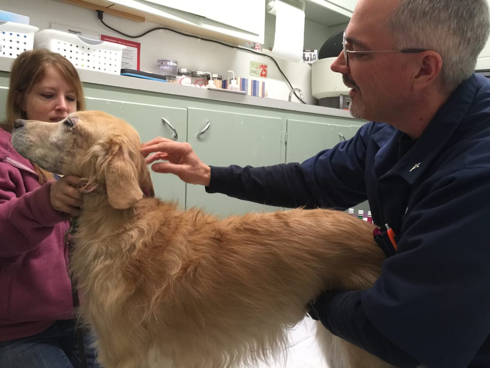 dog chiro