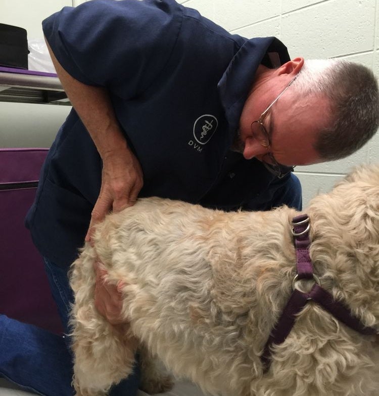 dog chiro
