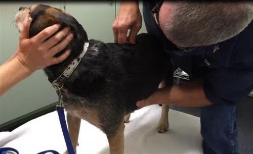 dog chiro