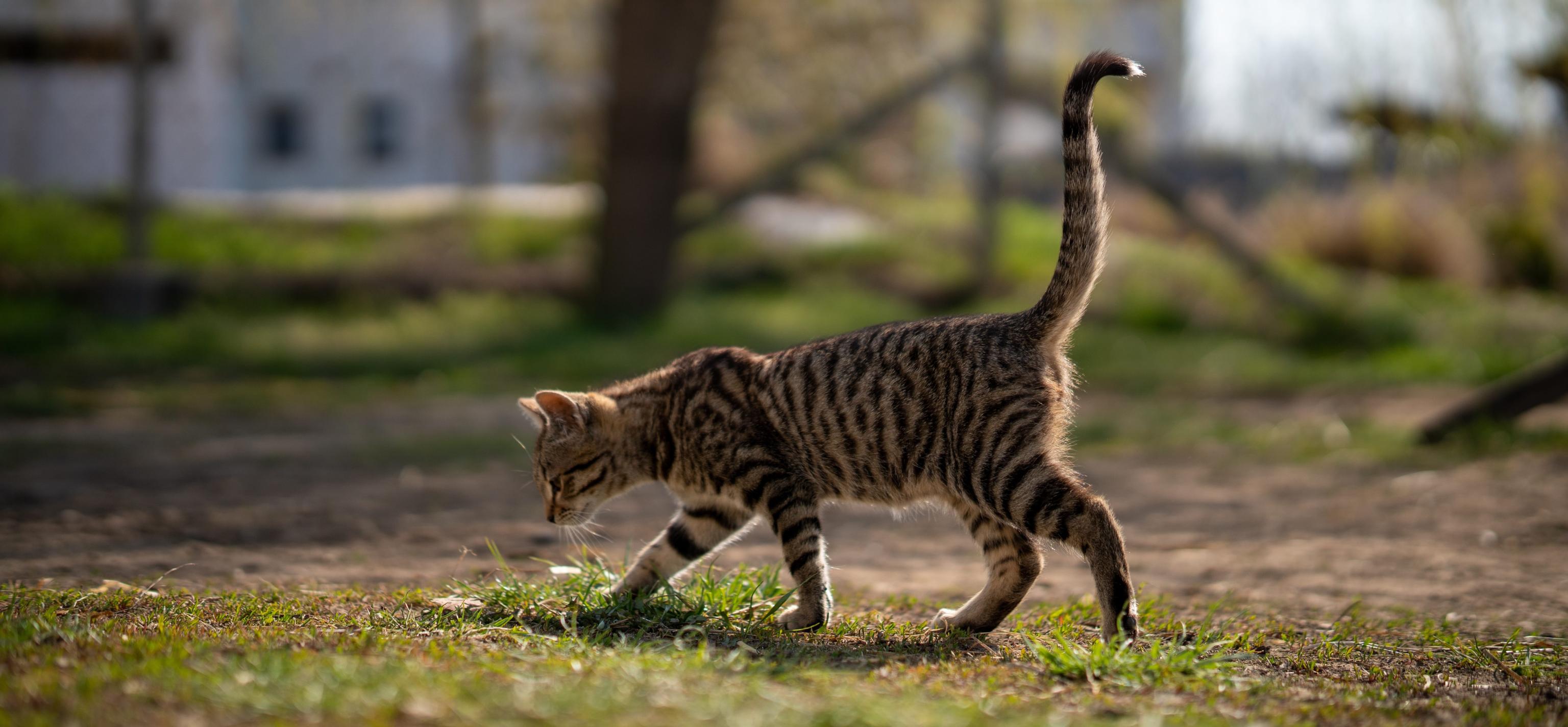 cat walking