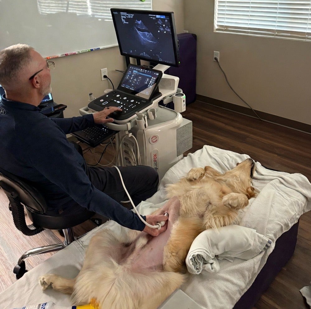 ultrasound_AAH_IVSMO