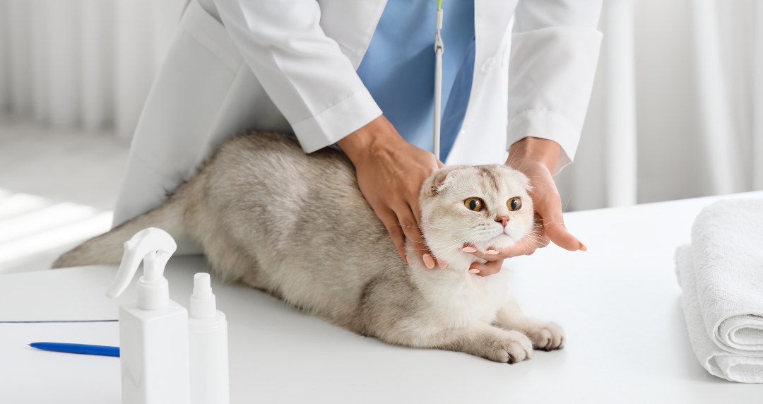 cat chiro