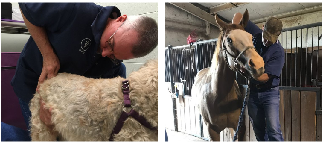 pets chiro