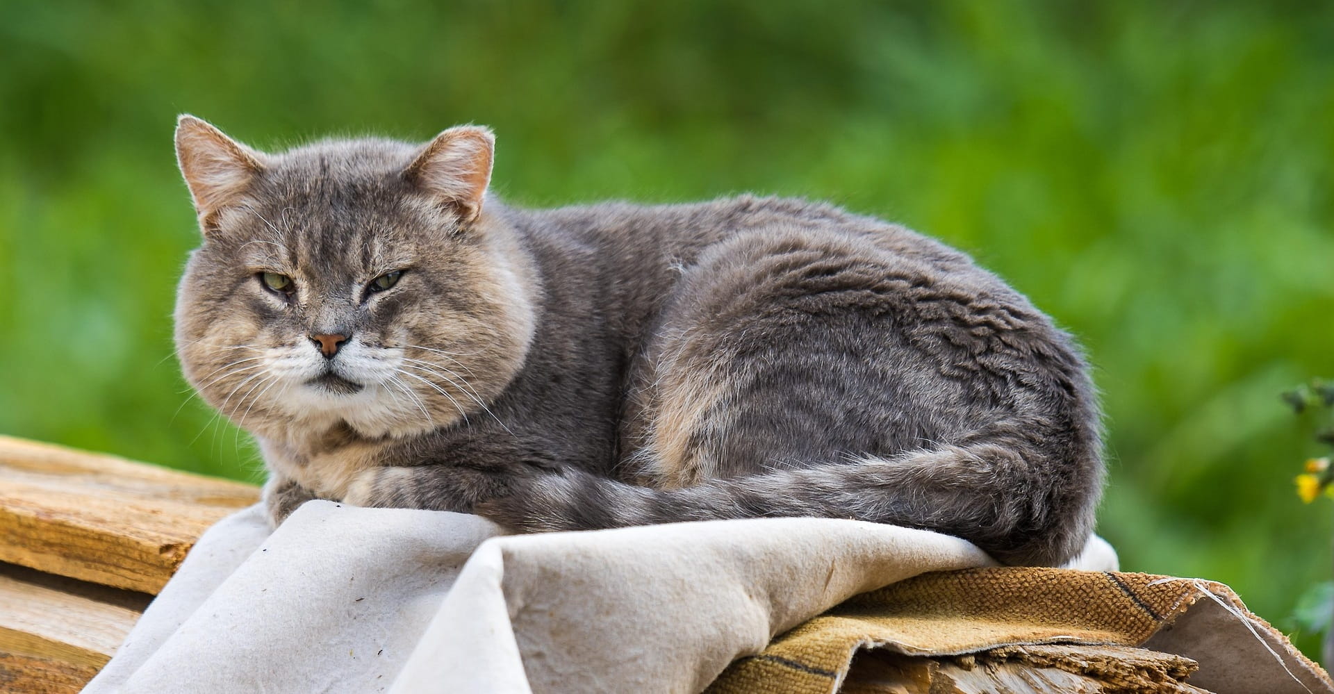 senior cat