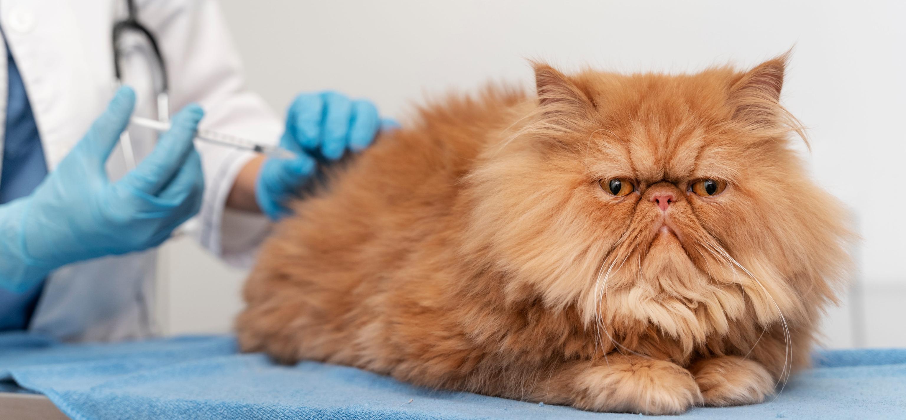veterinarian-taking-care-pet 