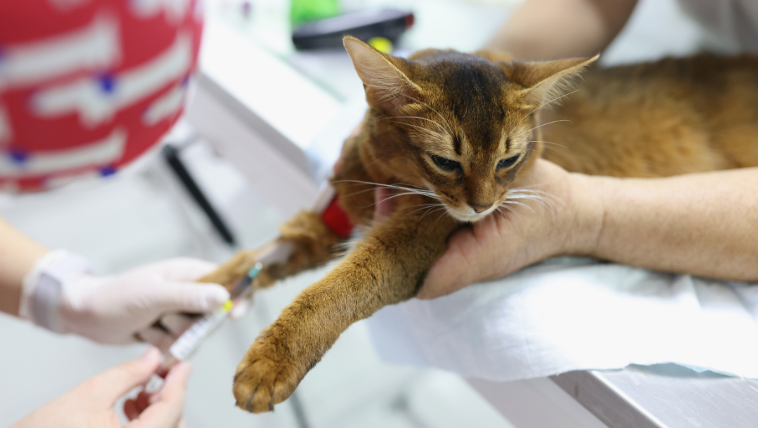 cat wellness
