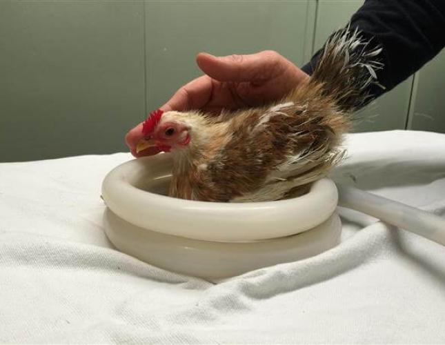 “Emone” a Serama Chicken that can’t use her legs