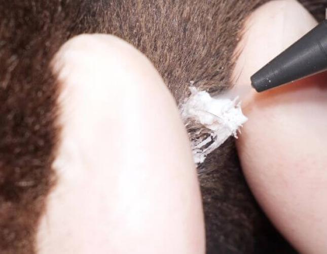 Cryosurgery for Dogs and Cats: An Alternative Option for Treating Lesions and Tumors