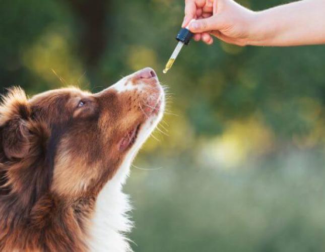 THC vs CBD for Pets: What’s the Difference & Are They Safe?