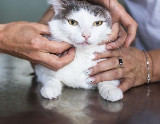 Cat Arthritis & Chiropractic Care | Natural Support for Mobility, Pain Relief & Quality of Life