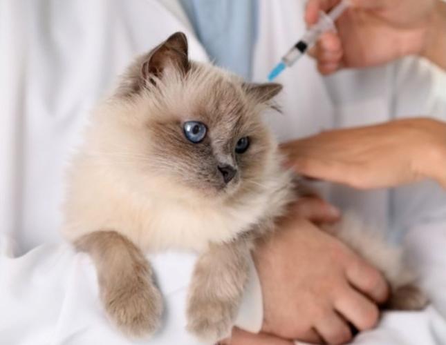 A Veterinarian’s Perspective on Feline Vaccinations: What Every Cat Owner Should Know