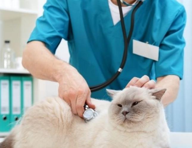 Cat Wellness Exams: Why Regular Checkups Are One of the Most Important Things You Can Do for Your Cat