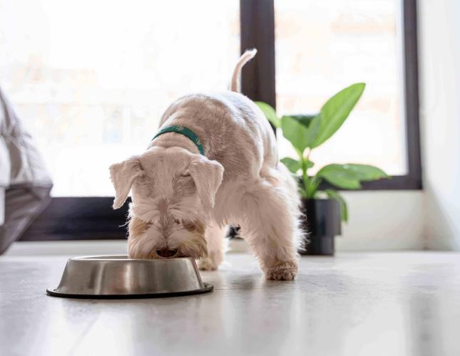 Why Probiotics Matter: A Natural Perspective on the Canine Microbiome