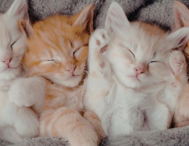 Kitten Care Guide: What Every New Cat Owner Should Know