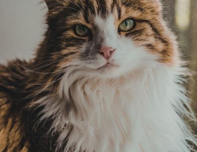 Senior Cat Care: What Changes, What Matters, and How to Help Your Cat Thrive