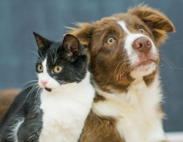 Ozonated Glycerin for Pets: Advanced Support for Healing, Immunity & Chronic Disease