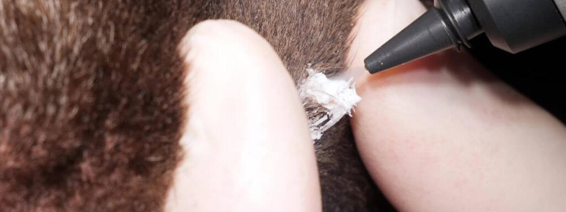 Cryosurgery being performed on a dog at a veterinary hospital