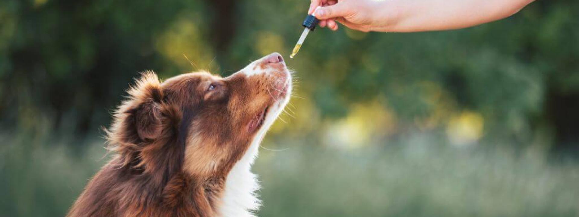 Owner holding dropper with CBD oil for pets above a dog's nose