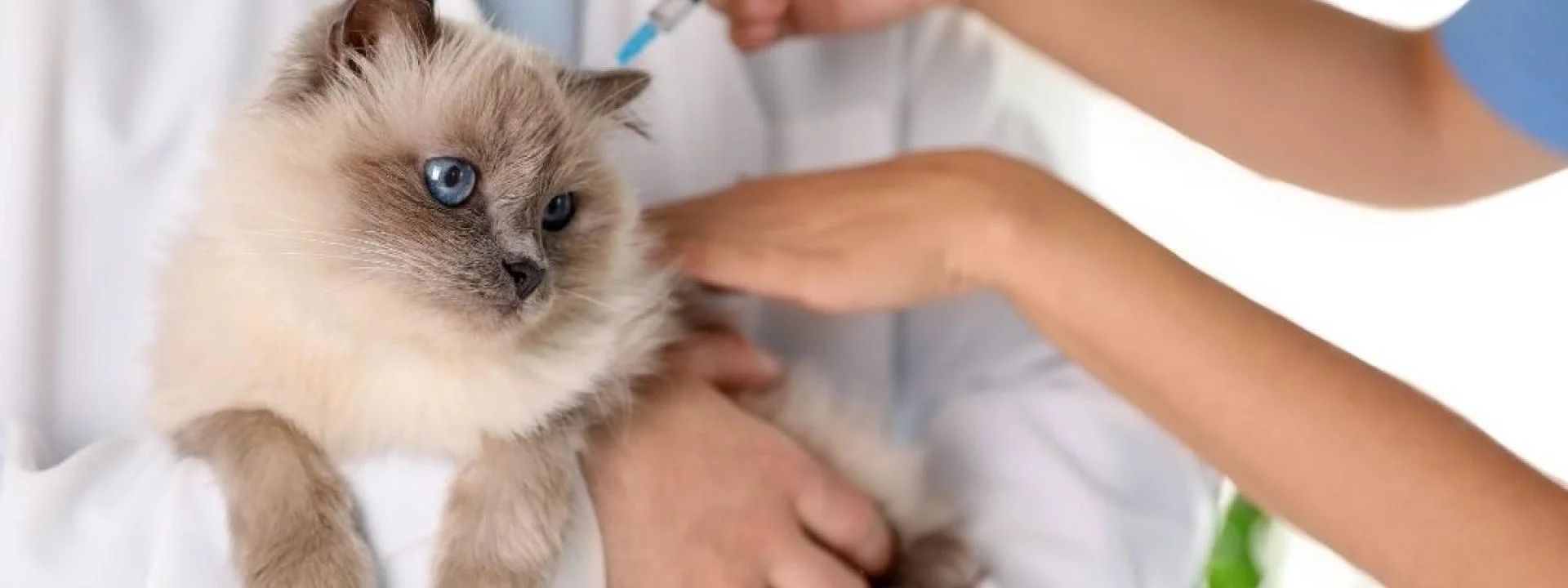 cat vaccination