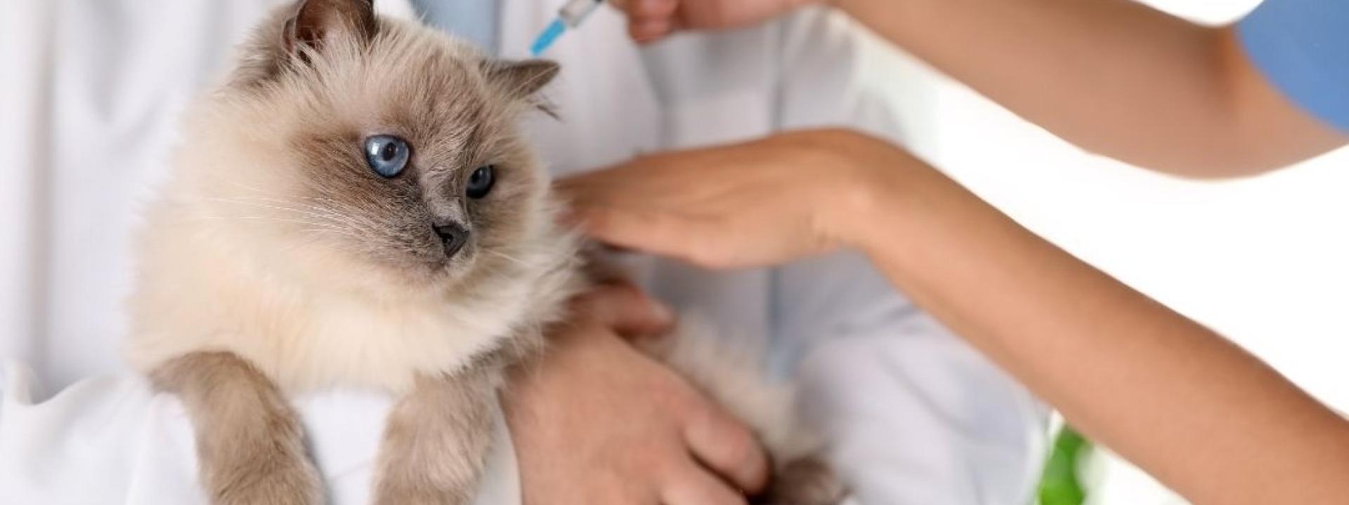 cat vaccination